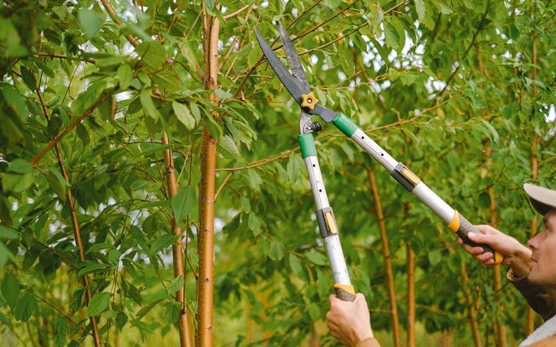 Tree trimming in La Grande, OR